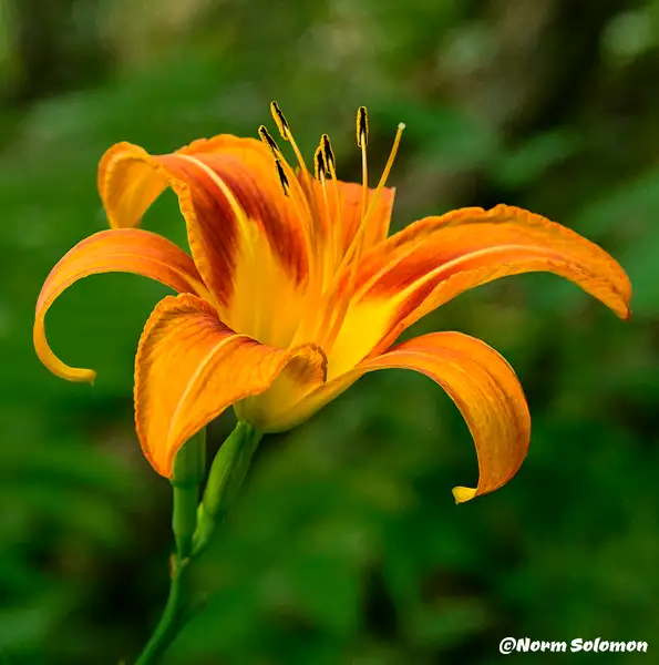 Day Lily_1 by NormSolomon