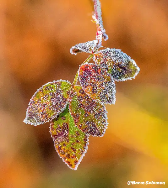 First Frost by NormSolomon