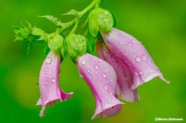 Fox Glove by NormSolomon