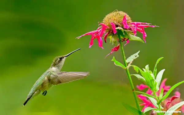 Humming Bird_089   copy 2 by NormSolomon