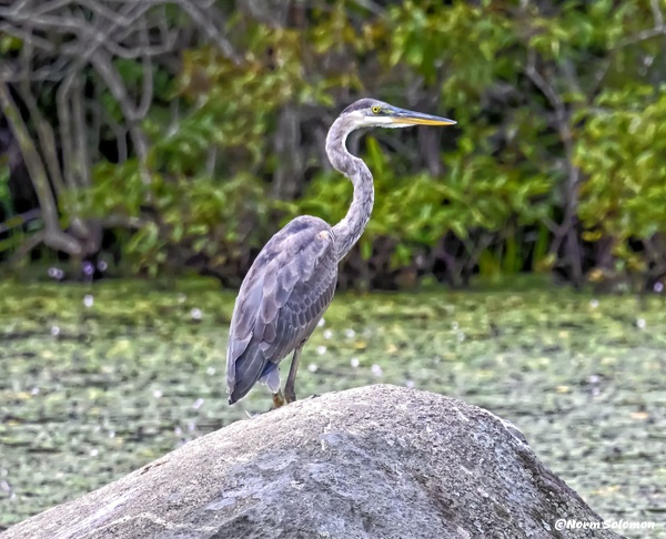 Heron on Watch_FINAL__2__019__8_31_21_74  copy 6 - Norm Solomon Photography