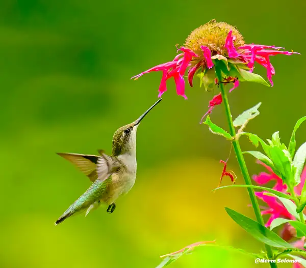 Humming Bird_096  copy 2 by NormSolomon
