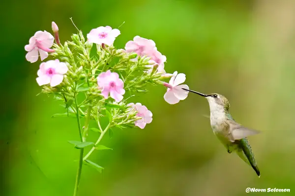 Humming Bird_145_2  copy by NormSolomon