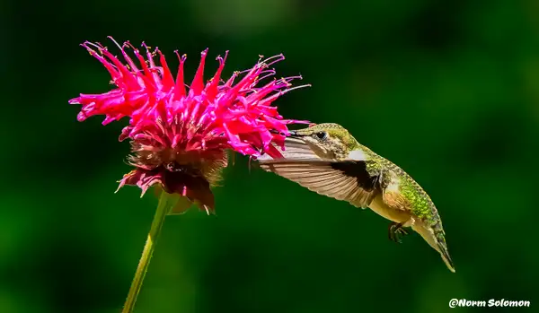 Humming Birds_336_ 2 by NormSolomon