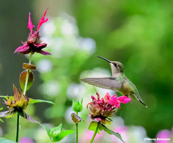 Humming Birds_004_ by NormSolomon