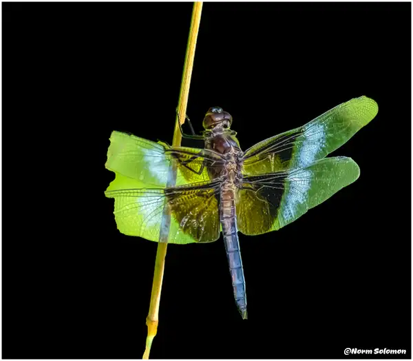 King Skimmer...