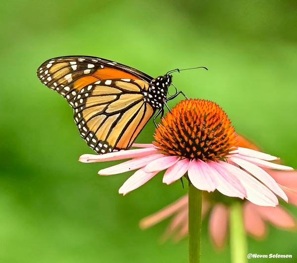Monarch on Cone Flower - Norm Solomon Photography 
