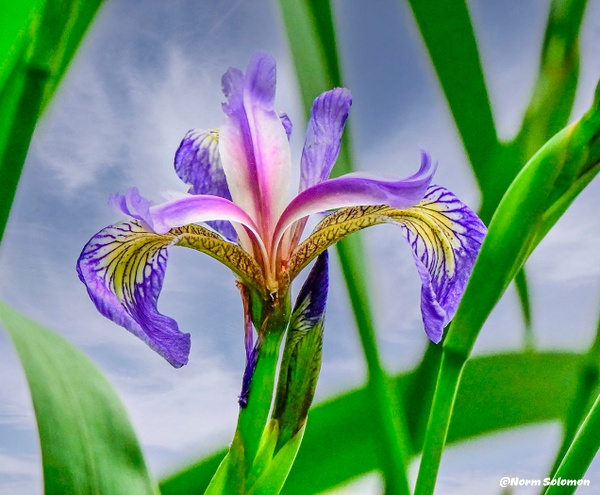 Northern Blue Iris in the Wild - Norm Solomon Photography 