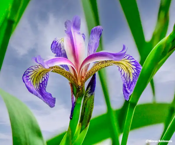Northern Blue Iris in the Wild by NormSolomon