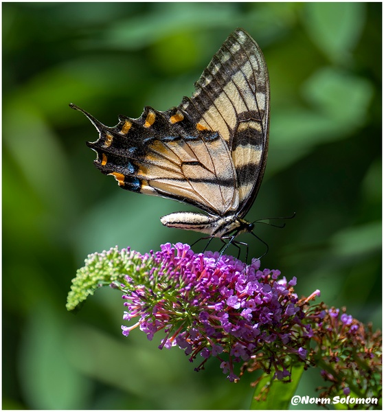 Pink 2 Bush Swallowtail_Shelton__141_July_26_2022_Butterflies copy - Norm Solomon Photography 