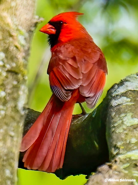 Northern Cardinal on Watch_C - NATURE - Norm Solomon Photography 