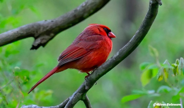 Northern Cardinal 1_C - Norm Solomon Photography 