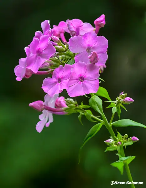 Purple Phlox by NormSolomon
