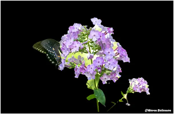 Purple Phlox and Black Swallotail_57_7_27_22 by...