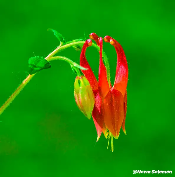 Red Columbine_C by NormSolomon