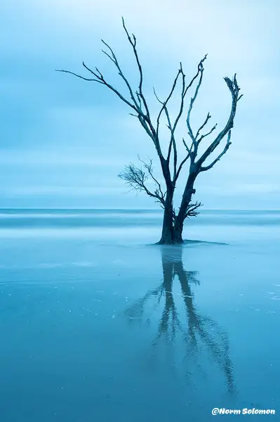 RESILIENCE_Boneyard Tree Reflection...