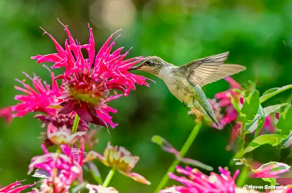 Ruby Throated Humming Bird & Scarlet...