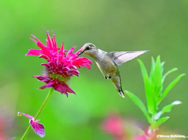 Ruby Throated Humming Bird FEEDING_225__COPY 2 by...