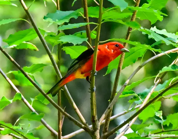 SCARLET TANAGER_Eklund_238__7_27_21_ copy by NormSolomon
