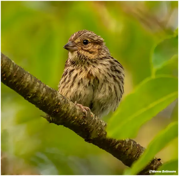 Shelton_Song Sparrow_1_July_20 _2022 copy by NormSolomon