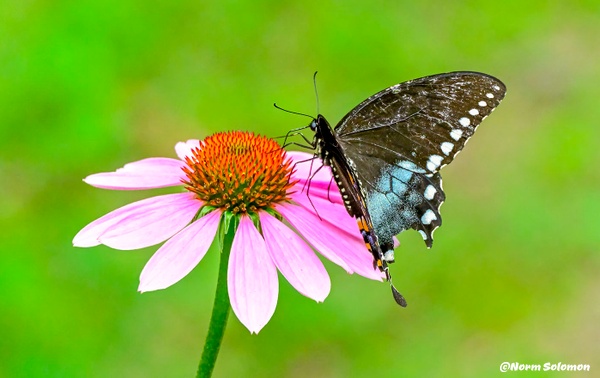 Spicebush Swallowtail on Cone Flower_194_7_29_21_33  copy 2 - NATURE - Norm Solomon Photography 