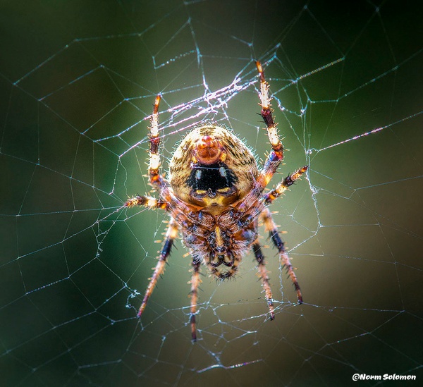 Spotted Orbweaver - NATURE - Norm Solomon Photography 