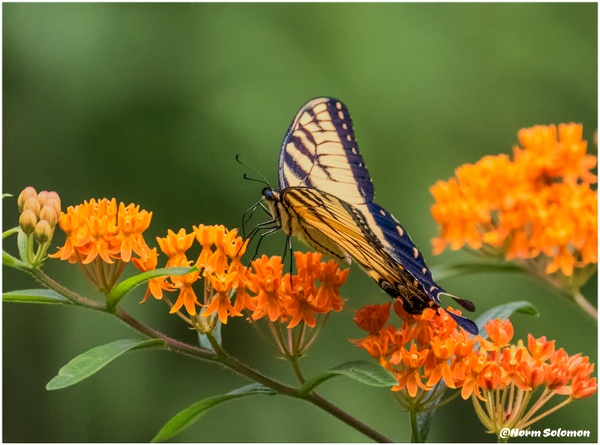 Tiger Swallowtail_Shelton_120_July_20 _2022 copy - Norm Solomon Photography