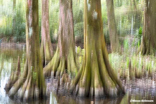 Trees in Motion_1 - Norm Solomon Photography 