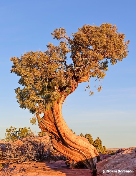 Twisted Junioer Tree at Dead Horse Point_COMP__1511_2  copy 2 - Norm Solomon Photography 