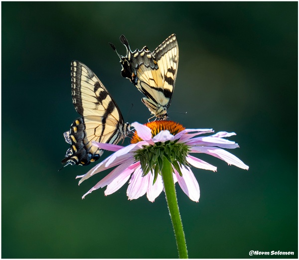 Two Tiger Swallowtailes_Shelton_156_July_21 _2022_Butterflies copy - Norm Solomon Photography 
