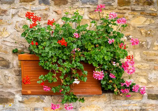 Tuscan Flower Box ITALY_1221_2022 copy 2 by NormSolomon