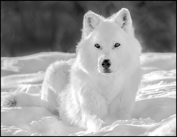 White Wolf _West Yellowstone Nature Center - MONOCHROME - Norm Solomon Photography
