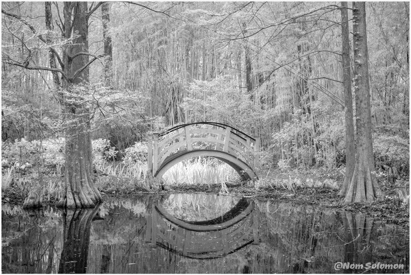 Magnolia Bridge Reflection SC CHARLESTON_103_2022_APRIL copy - Norm Solomon Photography