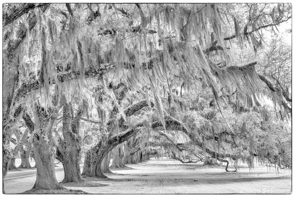 CYPRESS TREES CHARLESTON_1024 copy - MONOCHROME - Norm Solomon Photography