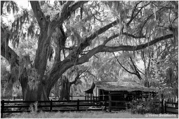Magnolia Gardens Shed_copy by NormSolomon