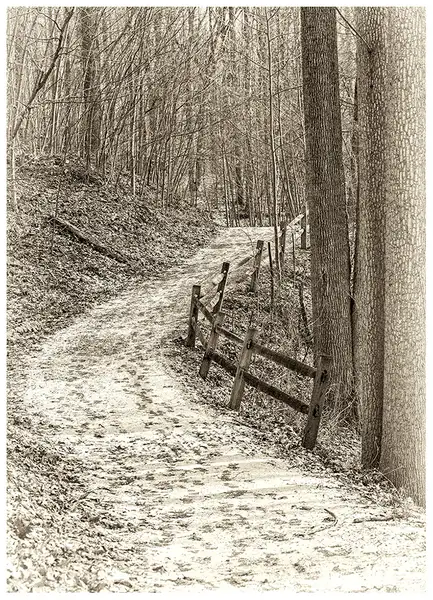 Snowy Path by NormSolomon