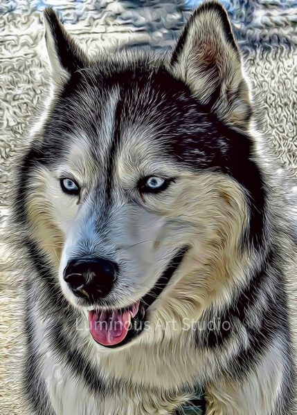 Husky-Dog-Art-006 - Pet Illustrations - LuminousLight