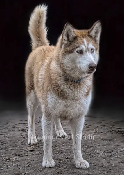 Husky-Dog-Art-016 by LuminousLight