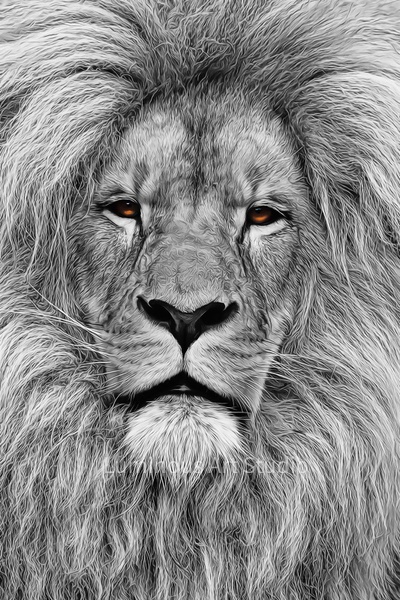 lion-mane-black-white-orange-eyes-003 - LuminousLight 