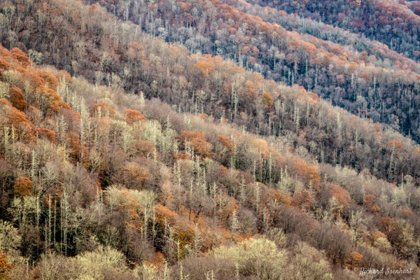 Smoky Mountain National Park  1189