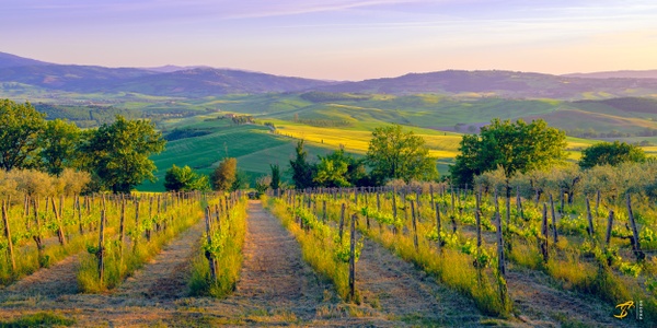 Vineyard, Toscana, Italy, 2022 - Color Private Archive &amp;#821 Thomas Speck Photography