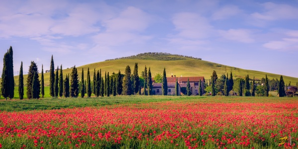 Poppy Field, Toscana, Italy, 2022 - Color Private Archive &amp;#821 Thomas Speck Photography 