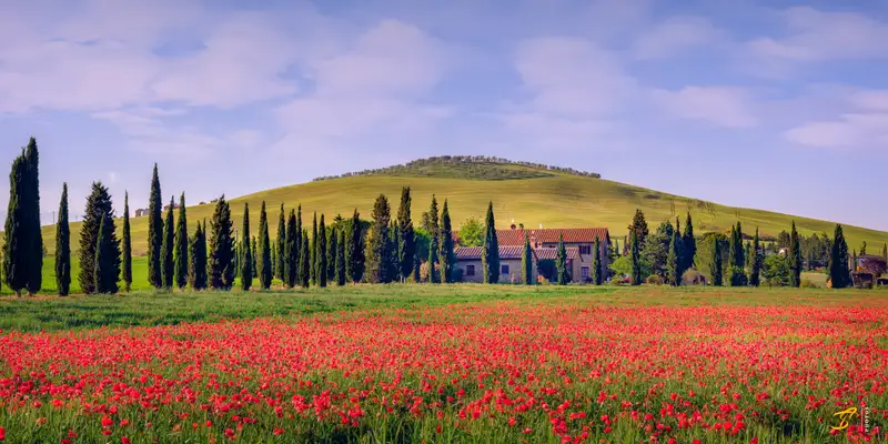 Poppy Field, Toscana, Italy, 2022