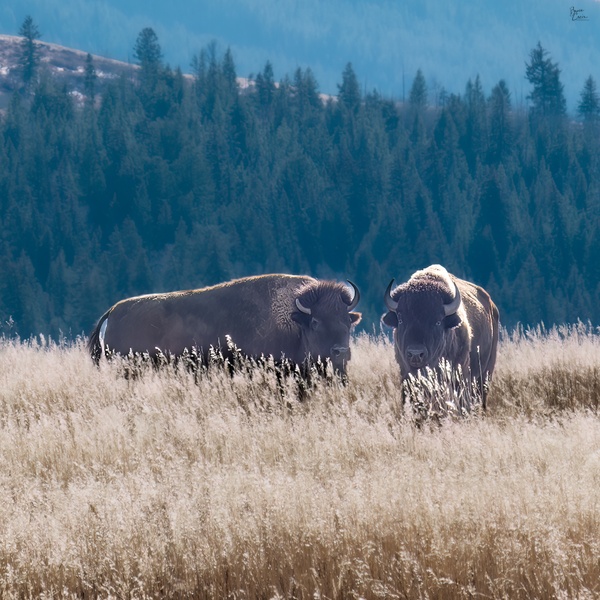 Grand Teton National Park 4 - Bruce Crair Photography