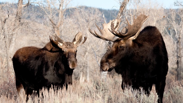 Moose in Grand Teton National Park 2 - Bruce Crair Photography