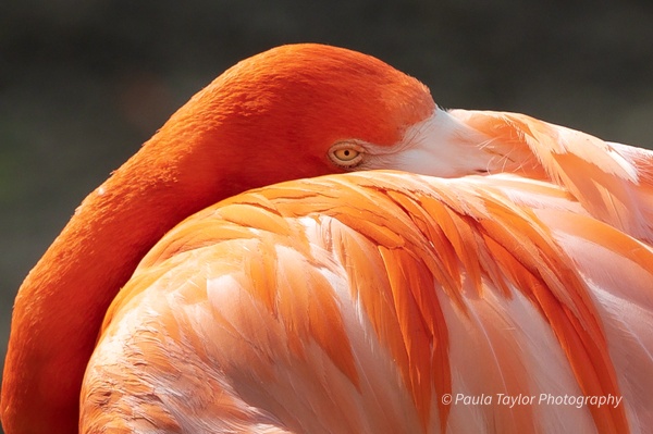 Flamingo in Thought - Paula Taylor Photography