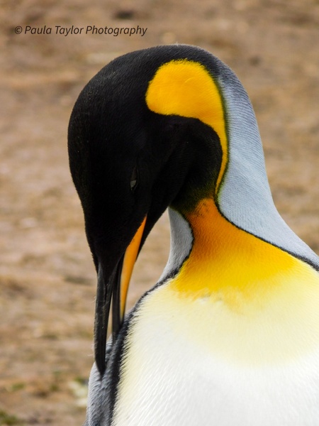 King Penguin Portrait - Wildlife - Paula Taylor Photography