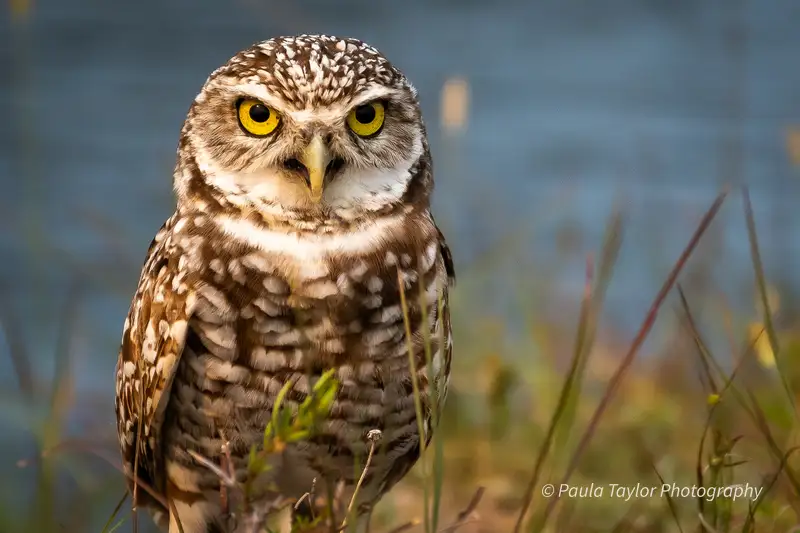 Bo - Burrowing Owl