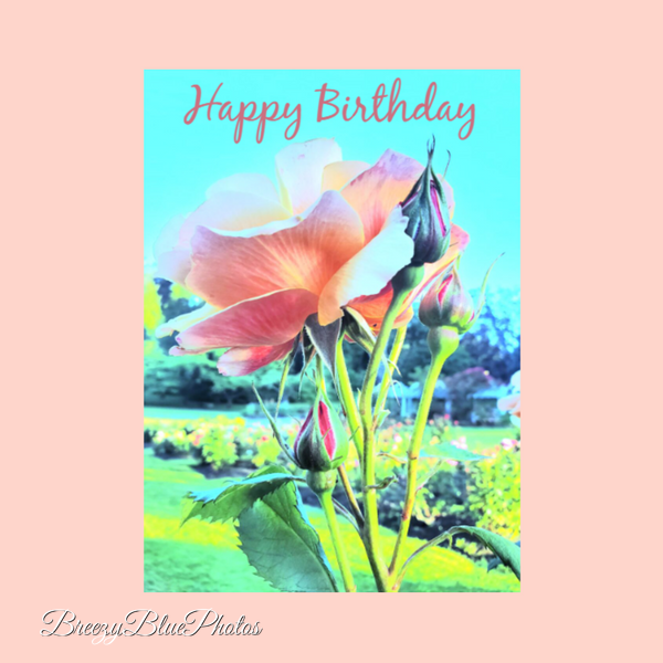Breezy Blue Happy Birthday Pink Rose - Chinelo Mora