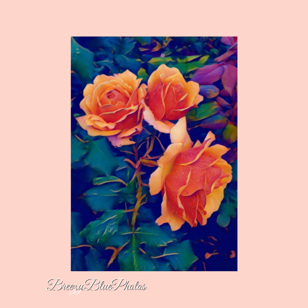 Breezy Blue Greeting Cards Orange Roses - Chinelo Mora